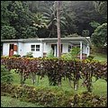 Dominica15039.jpg