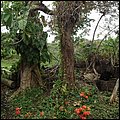 Dominica15041.jpg