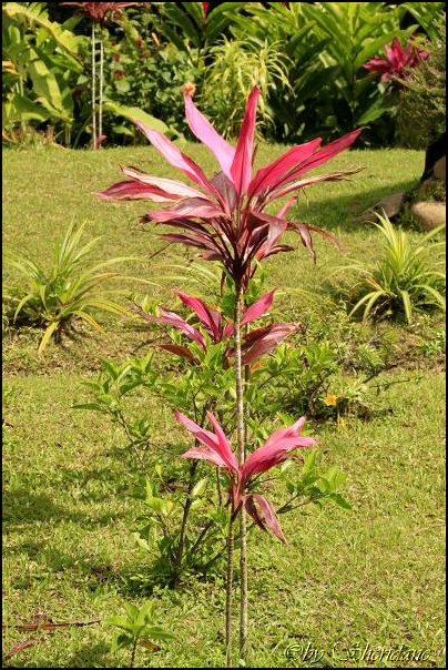 Grenada15020.jpg