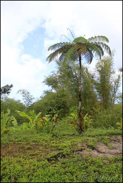 Grenada15022.jpg