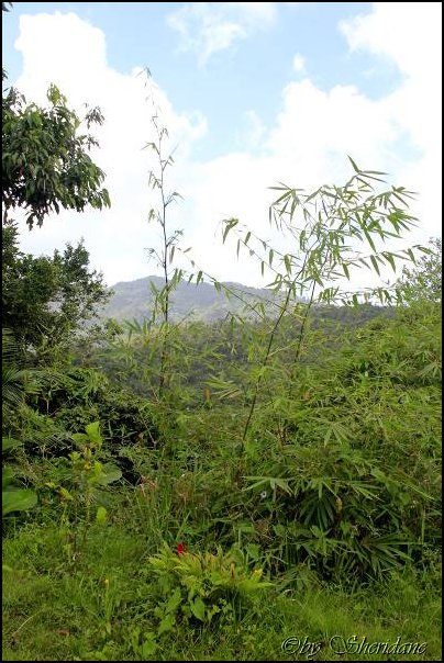 Grenada15023.jpg