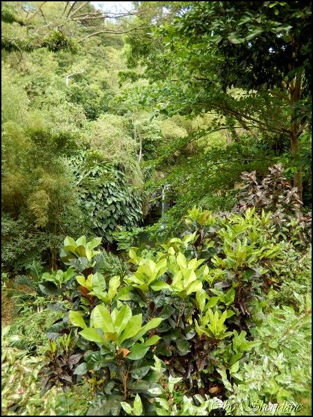 Grenada15040.jpg