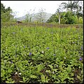 Grenada15021.jpg
