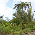 Grenada15022.jpg