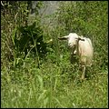 Grenada15034.jpg