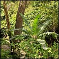 Grenada15044.jpg