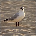 Dubai13059.jpg
