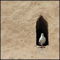 Fujairah13004.jpg