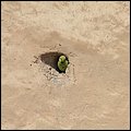 Fujairah13005.jpg