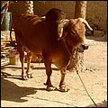 Fujairah13016.jpg