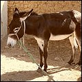 Fujairah13017.jpg