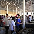Muscat13001.jpg