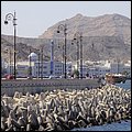 Muscat13037.jpg