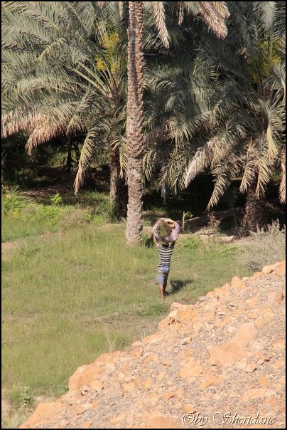 Oman13002.jpg