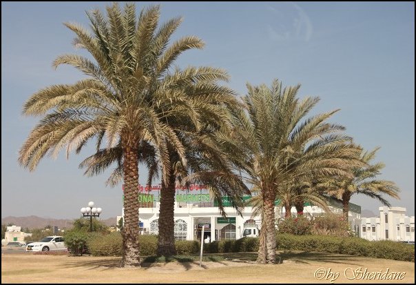 Oman13011.jpg