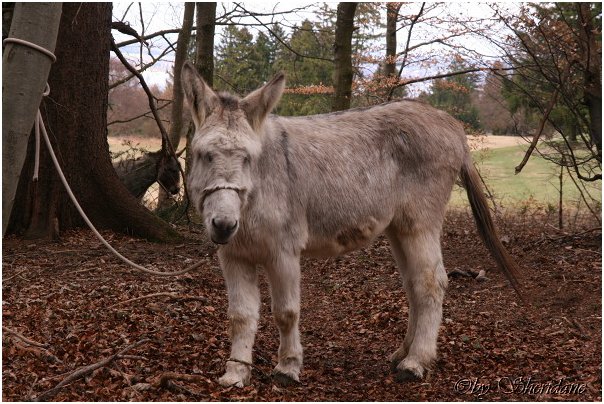 Eselfarm016.jpg
