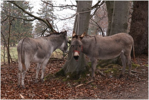 Eselfarm017.jpg