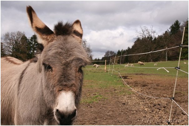 Eselfarm031.jpg