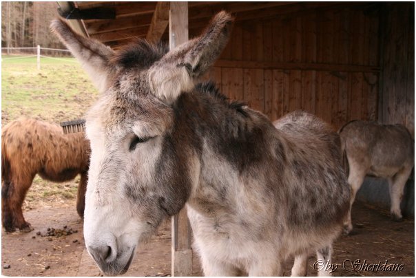 Eselfarm032.jpg