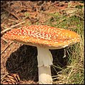 Wandberg003.jpg