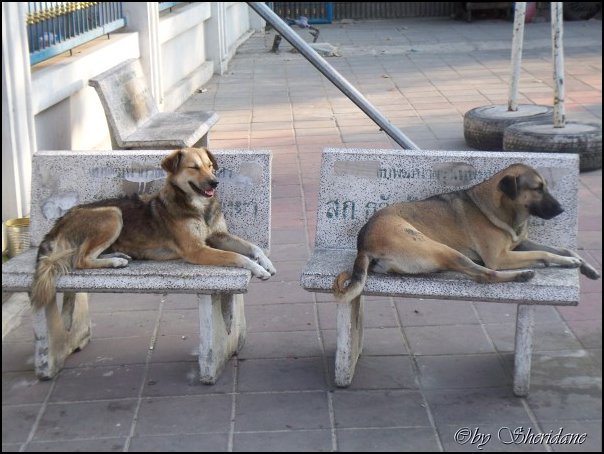 Thailand051.jpg