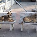 Thailand051.jpg