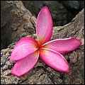 Thailand084.jpg