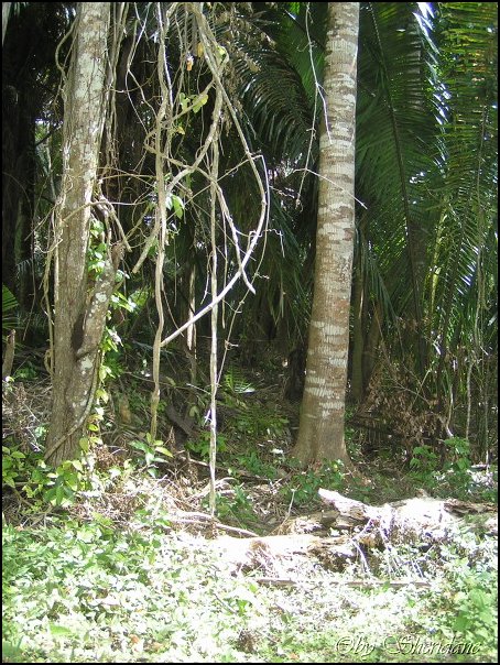 Belize010.jpg
