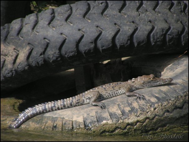 Belize024.jpg