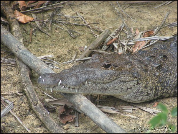 Belize029.jpg