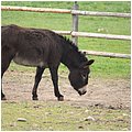 BergtierparkBlindham019.JPG