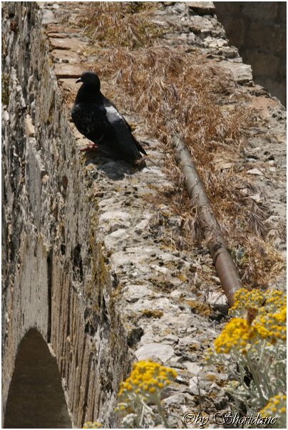 Dubrovnik0017.jpg