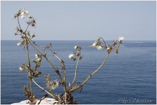 Dubrovnik0027.jpg