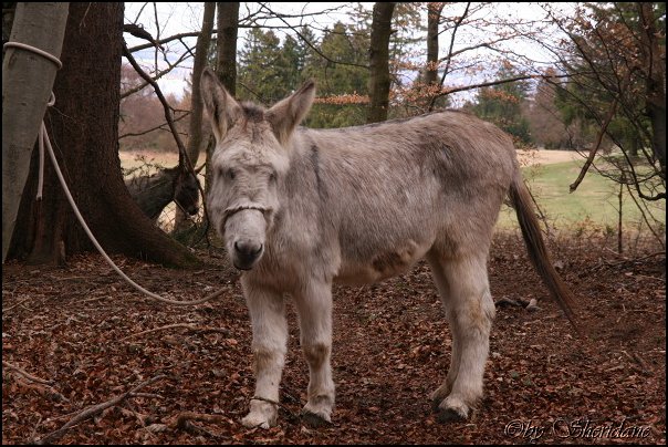 Eselfarm016.jpg