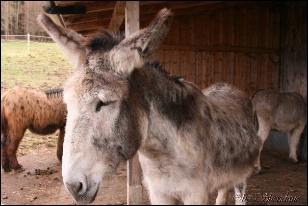 Eselfarm032.jpg