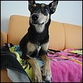 Dogotel015.jpg