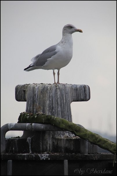 Ostsee018.jpg