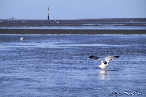 Wattwandern021.jpg