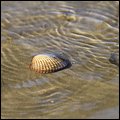 Wattwandern011.jpg