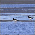 Wattwandern013.jpg