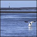 Wattwandern021.jpg