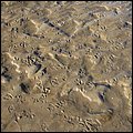 Wattwandern026.jpg