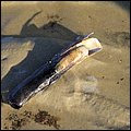 Wattwandern027.jpg