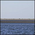 Wattwandern028.jpg