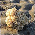 Wattwandern031.jpg