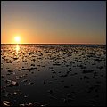 Wattwandern036.jpg