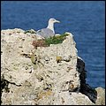 Havre15019.jpg
