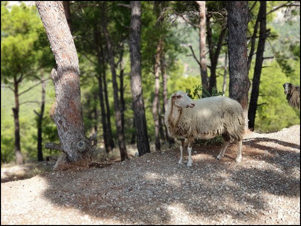 Rhodos21271.jpg