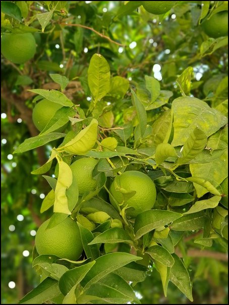 Rhodos21375.jpg