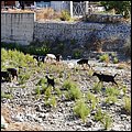 Rhodos21365.jpg